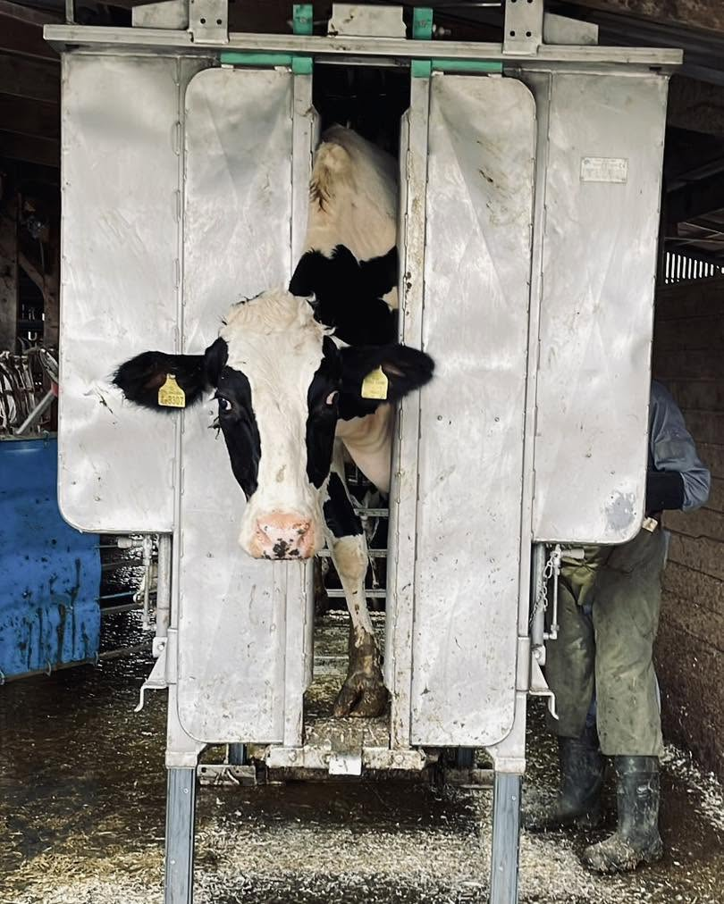 A dairy cow at Fowlers Plot Farm
